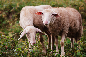 Cute young sheep, lambs in the nature at Slovakia. Farm with sheeps, with beautiful wool, cute animals