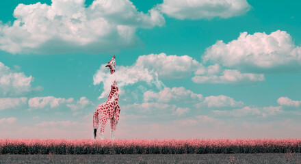giraffe, head in the clouds