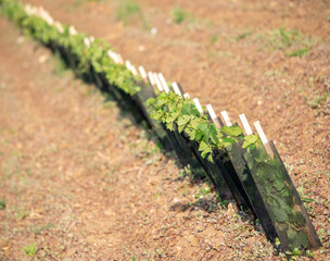 Row of young vine plants