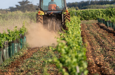 tractor at work between rows of vines