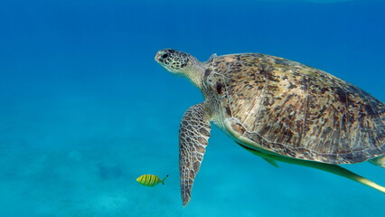 Big Green turtle on the reefs of the Red Sea.