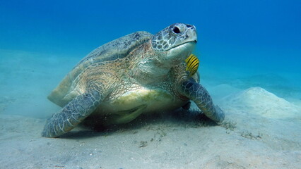 Big Green turtle on the reefs of the Red Sea.