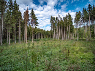 Wiederaufforstung im Mischwald