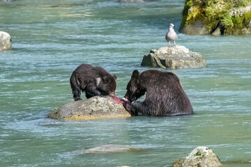 Grizzlys eating salmon in the river in Alaska in autumn, mother with baby bear
