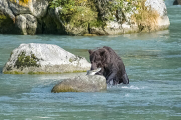 Grizzlys eating salmon in the river in Alaska in autumn
