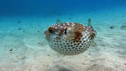 Fish hedgehog. Yellow-spotted cyclicht - grows up to 34 cm, feeds on crustaceans and molluscs. In...