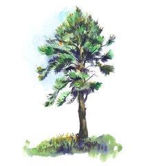  Lush cedar pine against the blue sky casts a shadow on the green grass lawn. sunny day. Hand painted watercolor sketch illustration on paper. Colorful drawing on white background.