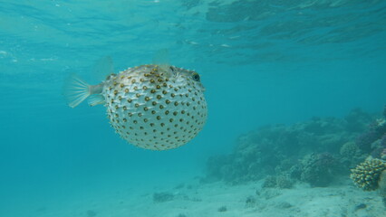 Fish hedgehog. Yellow-spotted cyclicht - grows up to 34 cm, feeds on crustaceans and molluscs. In...
