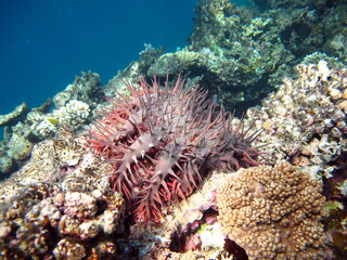 Naklejka na ściany i meble The crown of thorns, or acanthaster, is a multi-beam starfish of the Acanthasteridae family. It lives on the coral reefs of the Red Sea and the tropical Indian and Pacific Oceans.