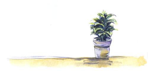 Houseplant flower in pot. Ficus dracaena. Lush large wide green leaves on large light neutral yellow surface. Hand painted watercolor sketch illustration on paper. Colorful drawing on white background