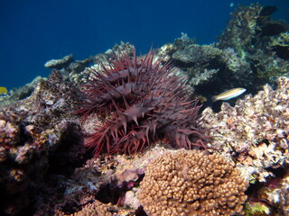 Fototapeta na wymiar The crown of thorns, or acanthaster, is a multi-beam starfish of the Acanthasteridae family. It lives on the coral reefs of the Red Sea and the tropical Indian and Pacific Oceans.
