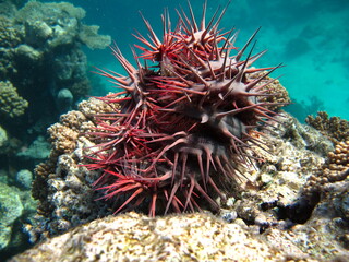 The crown of thorns, or acanthaster, is a multi-beam starfish of the Acanthasteridae family. It lives on the coral reefs of the Red Sea and the tropical Indian and Pacific Oceans.