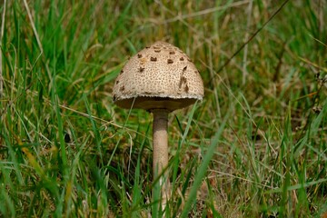 Beautiful young mushroom Macrolepiota procera (parasol mushroom) on geen meadow