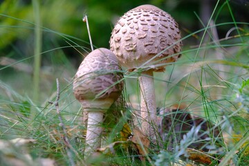 Beautiful young mushrooms Macrolepiota procera (parasol mushroom) in grass