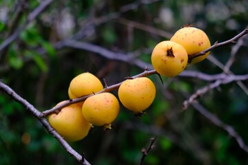 Close up of twig with yellow fruits of Chaenomeles japonica, called the Japanese quince or Maule's quince. It is edible and tasty.