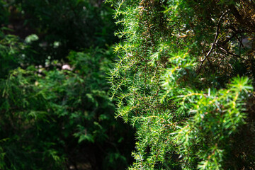 green moss on the tree