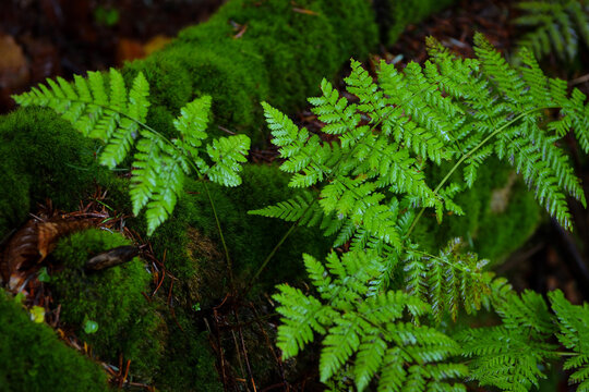 Close-up of fern and moss in a damp autumn forest. High resolution macro shoot image, perfect for interior wall decoration in Healing by Nature Fine Art Design style.