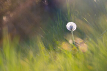 Close up photo of alone Tarassaco on grass photo in a warm autumn day of october. 