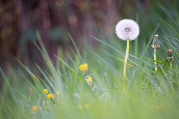 Close up photo of alone Tarassaco on grass photo in a warm autumn day of october. 