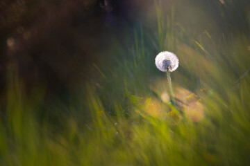 Close up photo of alone Tarassaco on grass photo in a warm autumn day of october. 