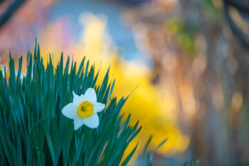 Isolated narcissus flower in a sunny day of spring. Biella, Piedmont, Italy