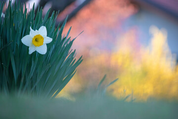 Isolated narcissus flower in a sunny day of spring. Biella, Piedmont, Italy