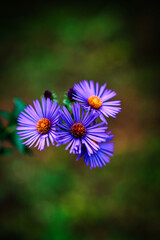 Fototapeta premium Purple Flower Bunch