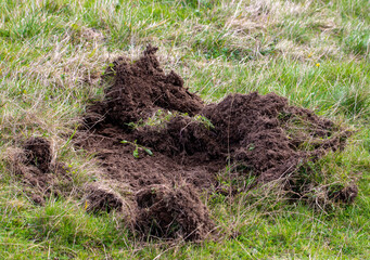 A field dug by wild boars