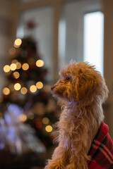 Cute puppy red toy poodle under blanket in Christmas day