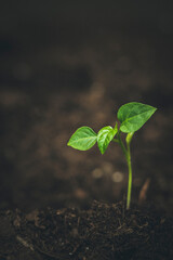 Seedling growing in a brown background