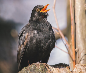 Singende Amsel im Baum