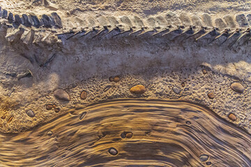 fossils and stones textured background
