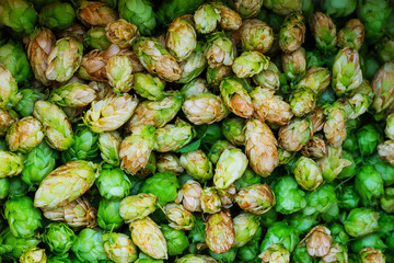 Green and orange fresh hop cones for making beer and bread close up - obrazy, fototapety, plakaty