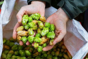 Naklejka na ściany i meble Green fresh hops for beer. Male hands hold green hop cones.
