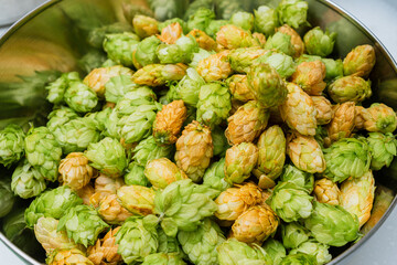 Green and orange fresh hop cones for making beer and bread in a stainless steel bowl. close up. macro - obrazy, fototapety, plakaty