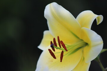 Trumpet lily (Lilium sulphureum) - close up of of lily's pistil and stamens
