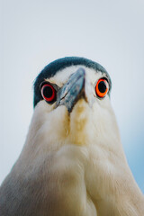 Fototapeta premium close up of an eagle