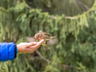 The boy feeds the birds with seeds from his hand. Sparrow eats seeds from the boy's hand
