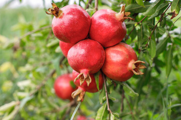 Pomegranate on the tree, Ripe pomegranate fruit on tree branch, Alley of Ripe pomegranate fruits hanging on a tree branches in garden. Harvest concept, Pomegranate tree plantation in season picking.