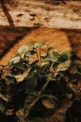 leaves on the ground