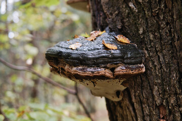 Huge parasite fungus on the tree trunk. Tinder mushroom on the tree.