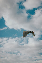 seagull in flight