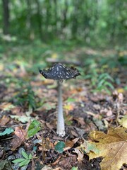 mushrooms in the forest