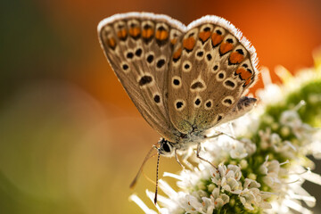 Common Blue (Polyommatus icarus) butterfly feeding on a mint flower, sunset light in autumn, close up, macro
