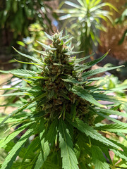 Close-up of Budding medical marijuana plant in garden