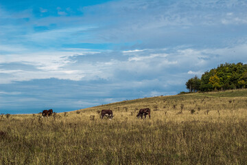 Fototapeta na wymiar Big sky cows in the field