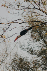 red billed hornbill