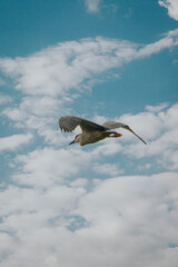 Obraz premium seagull in flight