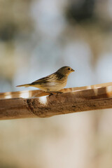 bird on a branch