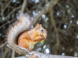 The squirrel with nut sits on tree in the winter or autumn. Eurasian red squirrel, Sciurus vulgaris.